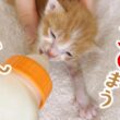 【子猫】ミルク！飲む！ミルク！飲む！飲む！飲む！寝とく？！【保護猫生活8日目】