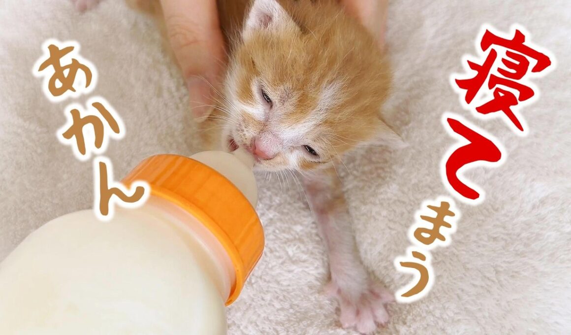 【子猫】ミルク！飲む！ミルク！飲む！飲む！飲む！寝とく？！【保護猫生活8日目】