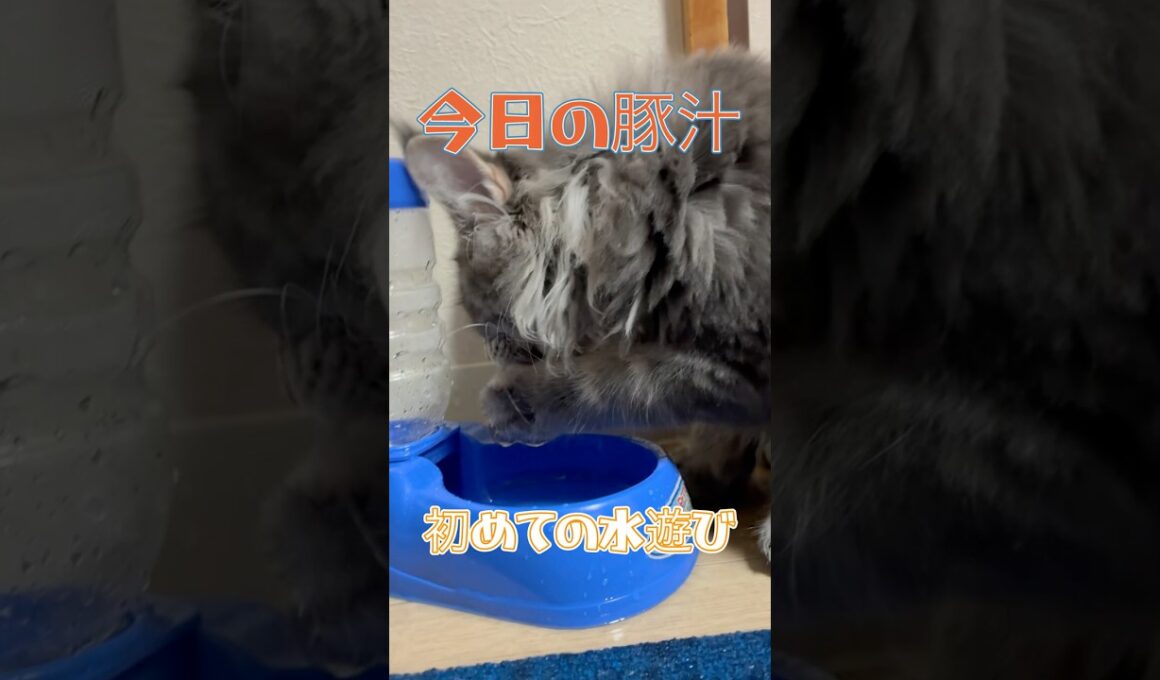 いたずらっ子の豚汁！　#メインクーン#メインクーン子猫#猫#子猫#水遊び#豚汁