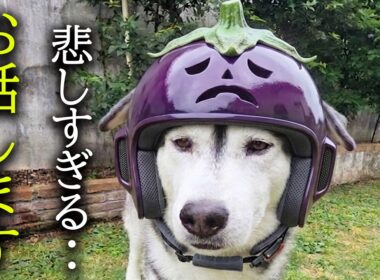 悲しい事がありました...