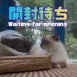バーマン猫ラフ【開封待ち】Waiting for opening（バーマン猫）Birman/Cat