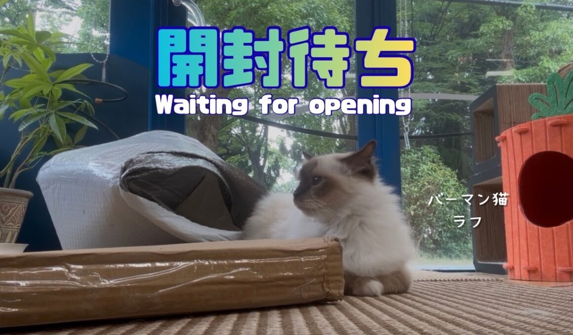 バーマン猫ラフ【開封待ち】Waiting for opening（バーマン猫）Birman/Cat
