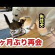 2ヶ月ぶりに直接再会したら…犬が子猫に見せた神対応が優しすぎた！