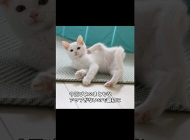 保護子猫ぴよちゃん28（ストーカーぴよちゃん） #猫 #cat #kitten #子猫のいる暮らし #子ネコ #子猫 #白猫 #保護猫