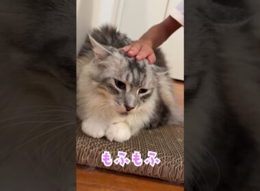 朝のご挨拶をしながら出かける少年を見送る大型猫。梅干し猫#shorts