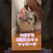 夜、玄関で少年を待っていてくれた大型猫#shorts