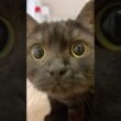 Hello！世界！日本から来たきゅるるん黒猫さつきだニャー！#shorts
