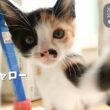 頭を強打してしまった子猫【保護子猫】