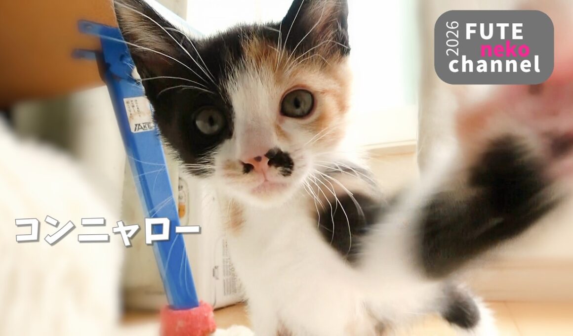 頭を強打してしまった子猫【保護子猫】
