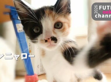頭を強打してしまった子猫【保護子猫】