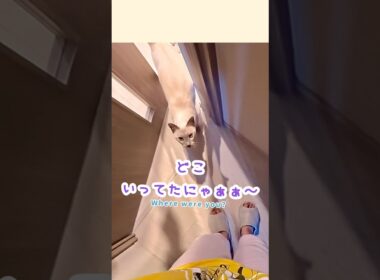 どこいってたにゃぁぁ！ジャンプ抱っこする甘えん坊猫🥹🐾