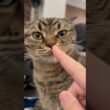 可愛すぎるスコティッシュと、褒め上手なパパwww #cat #猫