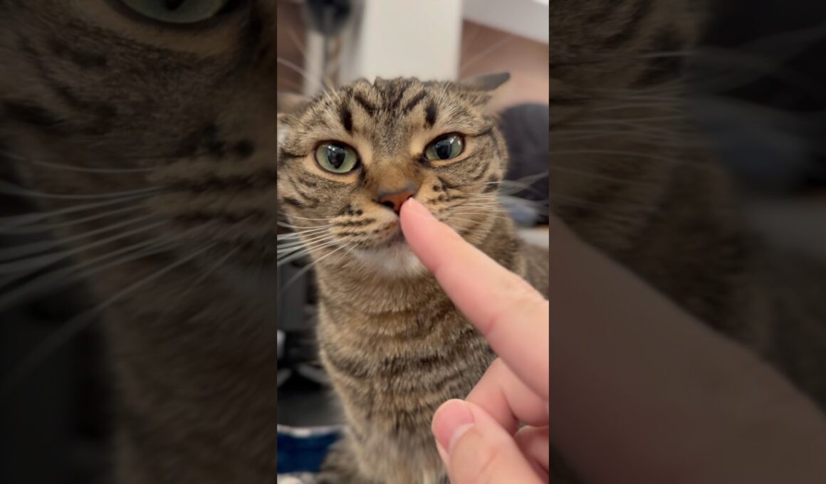 可愛すぎるスコティッシュと、褒め上手なパパwww #cat #猫
