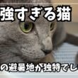 猫の暑さ対策…と思ったら、クセ強すぎる涼み方でしたw