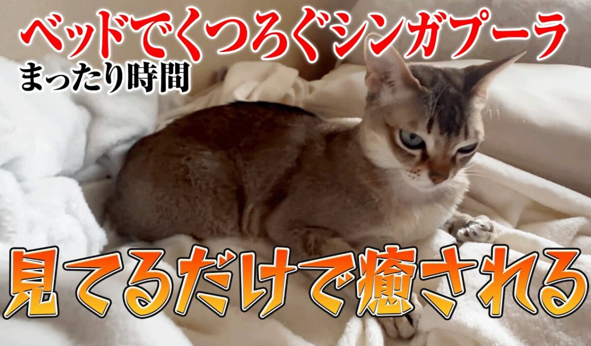 【シンガプーラ】見ているだけで癒やされる！ベッドでくつろぐ猫！のんびり過ごす猫の日常