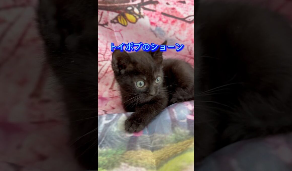 【家族募集中】可愛いトイボブのショーン🐈‍⬛❤️🐈‍⬛ #トイボブ #cat #子ネコ #猫のいる暮らし #猫好きさんと繋がりたい #にゃんグラム #ネコスタグラム @kichifrost