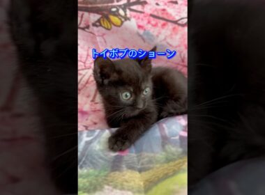 【家族募集中】可愛いトイボブのショーン🐈‍⬛❤️🐈‍⬛ #トイボブ #cat #子ネコ #猫のいる暮らし #猫好きさんと繋がりたい #にゃんグラム #ネコスタグラム @kichifrost