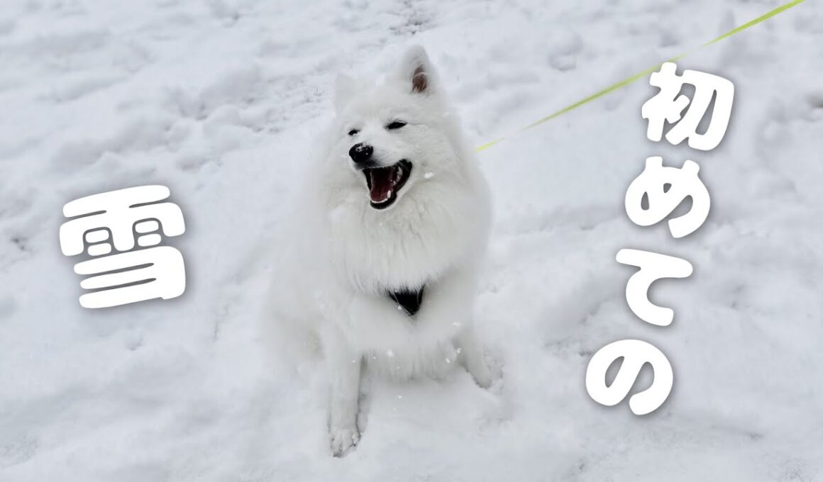 生まれて初めての雪に大はしゃぎする子犬【メインクーン】【日本スピッツ】