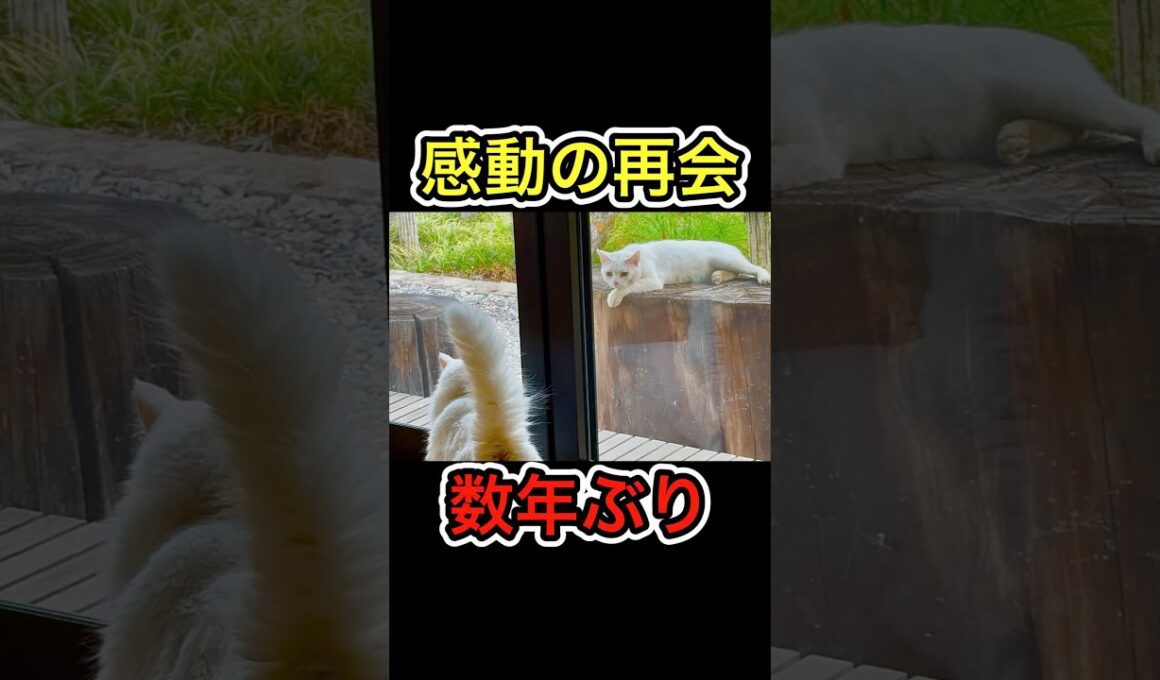 【涙腺崩壊】突然やって来た野良猫とは… #shorts