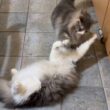 【バトル‼︎】腹筋を鍛えながらバトルする兄弟wwwノルウェージャンフォレストキャット