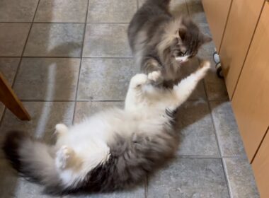 【バトル‼︎】腹筋を鍛えながらバトルする兄弟wwwノルウェージャンフォレストキャット
