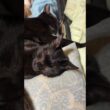 シャムのパンダ「ベッドを、キジシロのルル、黒猫2匹、三毛猫ミックス、シャム雫に取られたら、床で寝るしかないな、ウp主」