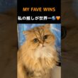 【推ししか勝たん】ペルシャ猫マリーちゃんが世界一可愛い理由🧡#ペルシャ猫 #猫 #猫動画 #猫ショート #可愛い猫 #癒し猫 #猫好き #猫のいる暮らし