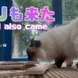 バーマン猫ラフとウリ【ウリも来た】Uriel also came（バーマン猫）Birman/Cat