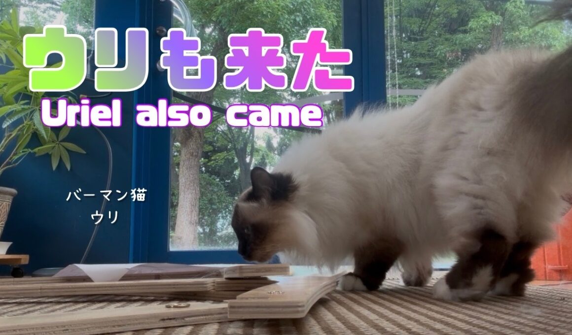 バーマン猫ラフとウリ【ウリも来た】Uriel also came（バーマン猫）Birman/Cat