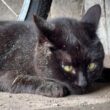 白猫になりかけたり、仲良くケンカしたりA Black Cat Who Almost Turned White