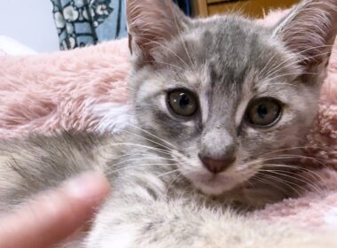子猫の回復に感動。飼い主に甘える姿が愛おしいです