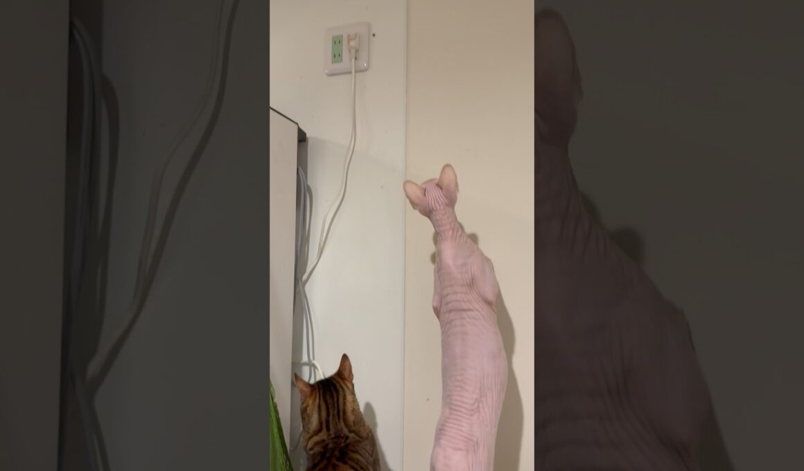 蜘蛛に夢中な猫たち【スフィンクス ベンガル猫】