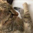あんよがかわいい子猫