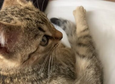 あんよがかわいい子猫