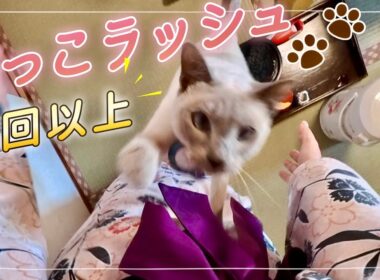 甘えん坊猫、旅館で抱っこが止まりませんでした🥹💕【猫と旅行】【ジャンプ抱っこ】