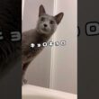 飼い主のお風呂が心配な猫👀🛁*。 #shorts #猫 #ねこ  #cat #ロシアンブルー #猫のいる暮らし #ネコ