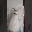 でっかい子ネコとおもちゃのブラスター #メインクーン