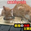 行方不明の子猫【屈指の決断〜父親猫が幸せを掴むまで】