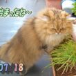 変わらないペルシャ猫のひとみ。連休でもものんびりするよ。　Persian cat Hitomi's days　2026/07/18