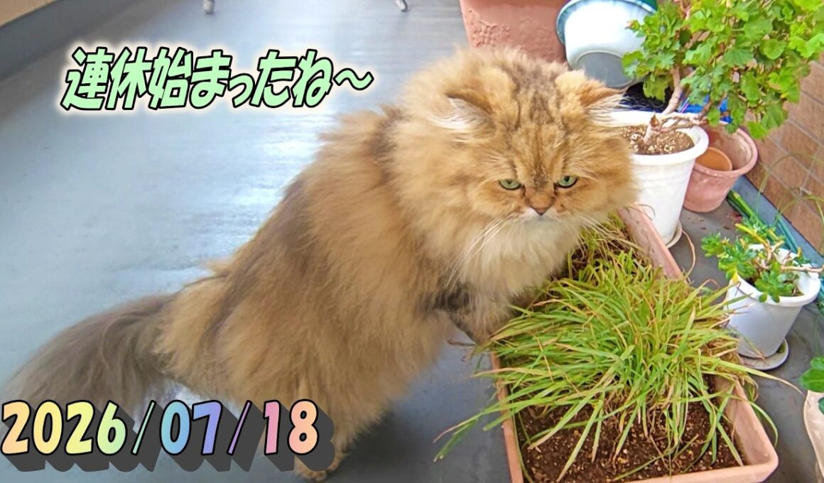 変わらないペルシャ猫のひとみ。連休でもものんびりするよ。　Persian cat Hitomi's days　2026/07/18
