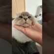 【スポッ】いれぶん顔乗せ（？）集 #cat #サイベリアン #ネヴァマスカレード #ねこ #shorts