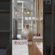 我が家には、猫専用『ニャンコロード』があります😽💕 #ラグドール #猫好きさんと繋がりたい #ねこのいる生活 #ねこ動画