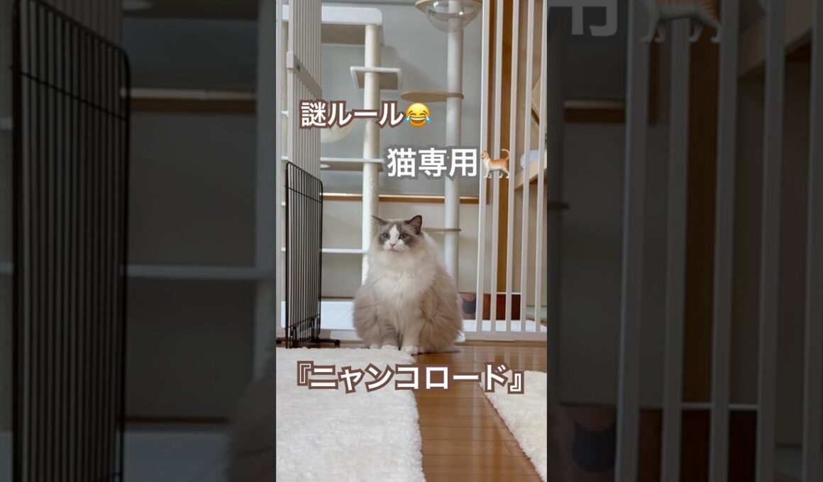 我が家には、猫専用『ニャンコロード』があります😽💕 #ラグドール #猫好きさんと繋がりたい #ねこのいる生活 #ねこ動画