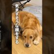 子猫が怒られていると悲しそうな顔をする大型犬...【ゴールデンレトリバー・保護猫】#shorts