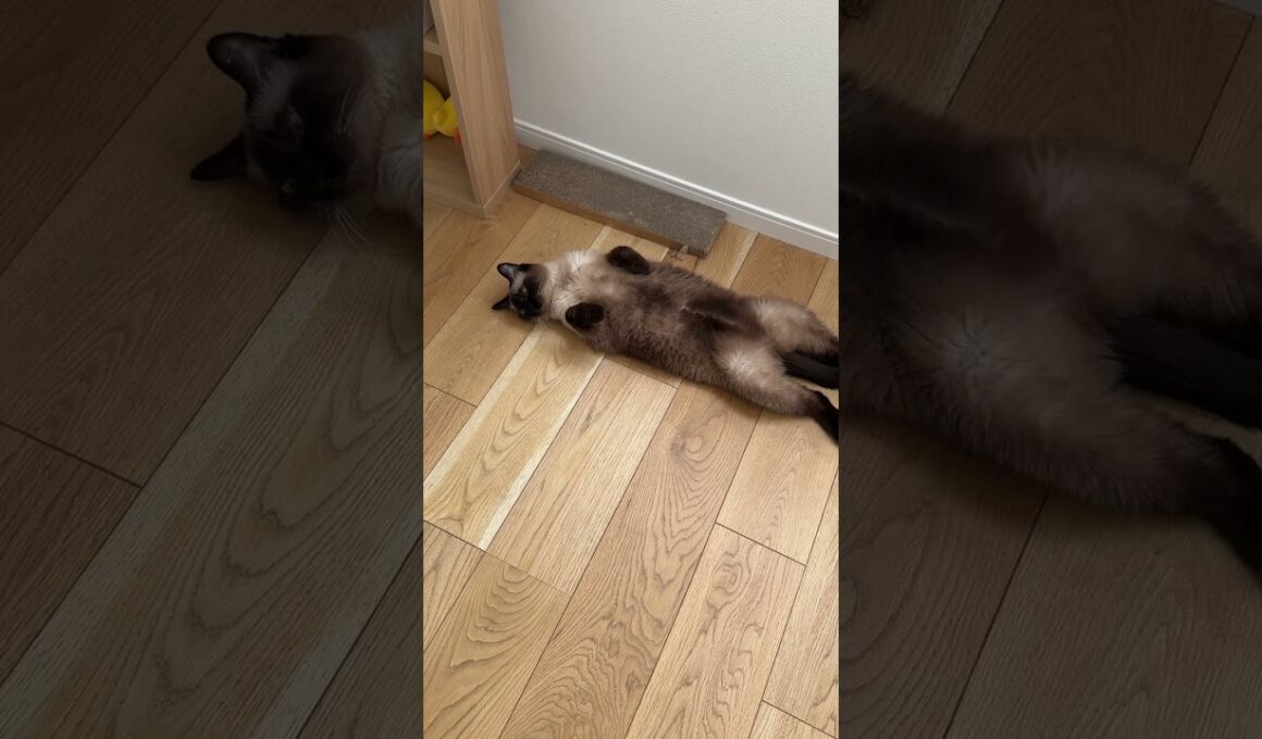 シャム猫のふくさん【たぬき猫】 #cat #しゃむねこ #猫のいる生活 暮らし #猫好きさんと繋がりたい #ねこ #cutecat #cat
