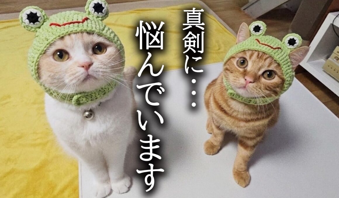 真剣に悩んでいることがあります...