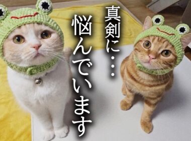 真剣に悩んでいることがあります...