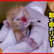 【子猫 保護】4匹全員 未熟児…！？小さな命を必死に繋ぎます
