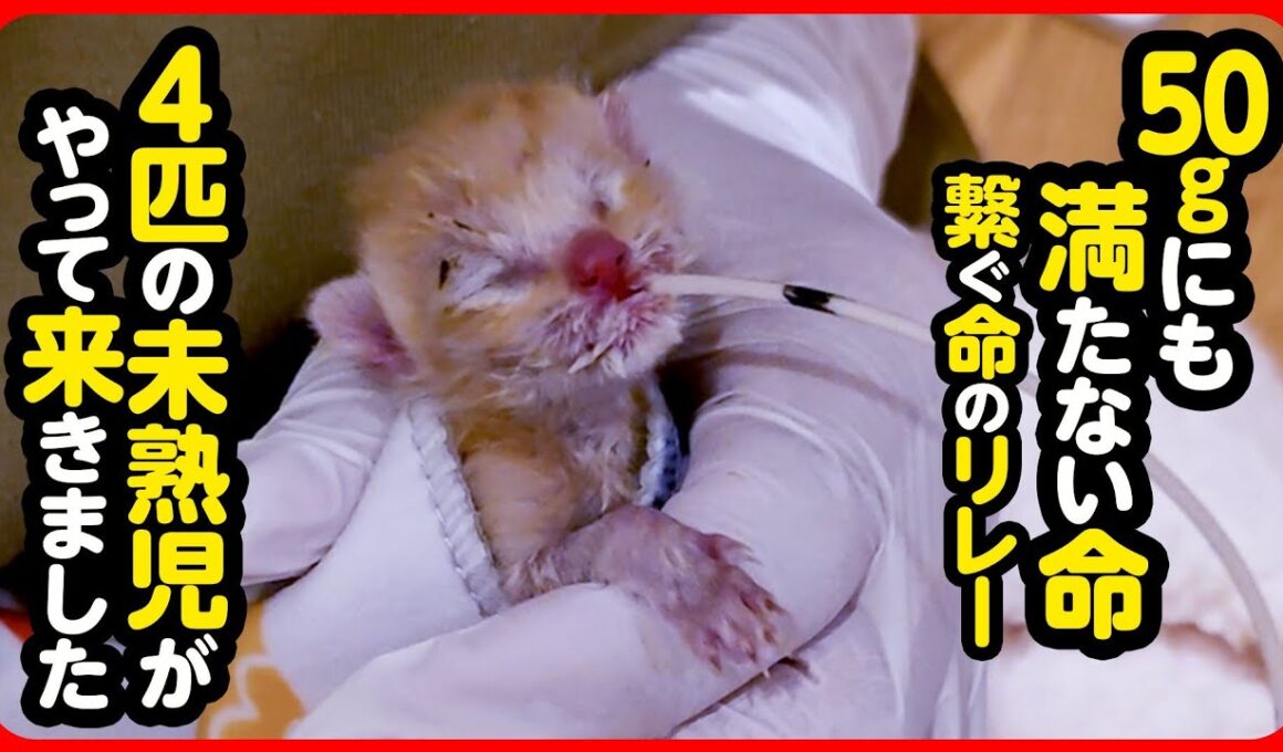 【子猫 保護】4匹全員 未熟児…！？小さな命を必死に繋ぎます