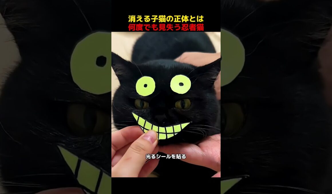 消える子猫の正体とは、何度でも見失う忍者猫！#shorts   #動物 #ペット